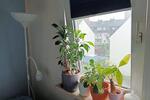 Etagenwohnung Bremen Walle - 2 Zimmer, 42 m&sup2;, 790&euro; | Angebot:27669308